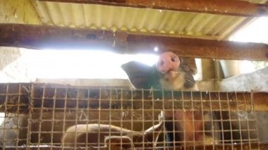 Bebek domuz geleneksel hayvancılık çiftliğinde yakın çekim
