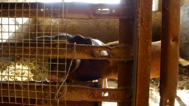 在传统畜牧场上关闭小猪宝宝 — 图库视频影像