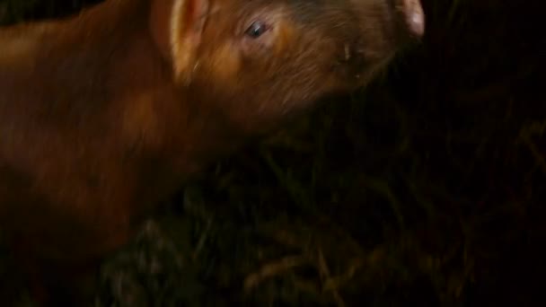 Close up of baby pig on traditional livestock farm — Stock Video