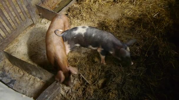 Primer plano del cerdo bebé en la granja ganadera tradicional — Vídeo de stock