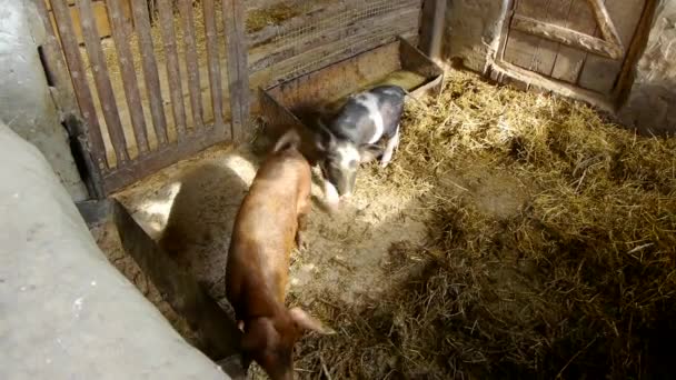 Primer plano del cerdo bebé en la granja ganadera tradicional — Vídeos de Stock