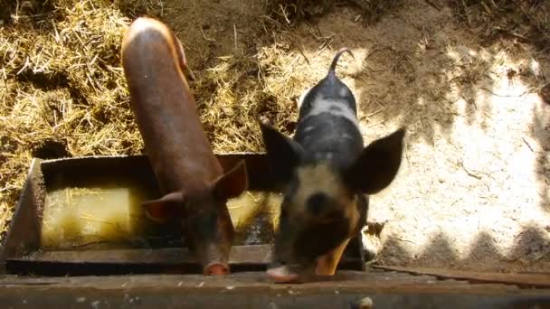 Close up of baby pig on traditional livestock farm — Stock Video