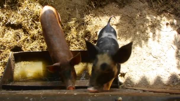 Close up of baby pig on traditional livestock farm — Stock Footage Close up of baby pig on traditional livestock farm Video Clip