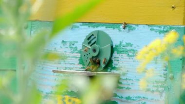 Kovana arı sürüsü girişine yakın. Arı kovanı