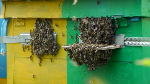 El enjambre de abejas cerca de la entrada de la colmena. Apiario — Vídeos de Stock