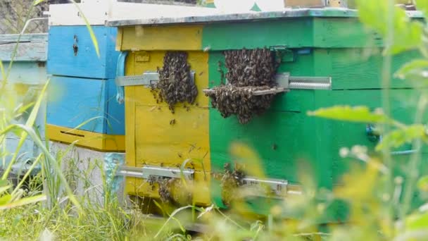Lebah berkerumun di dekat pintu masuk ke sarang. Peralatan — Stok Video