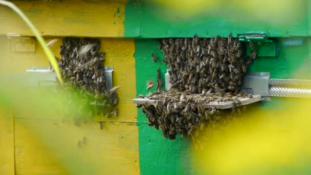 The bee swarm near the entrance to the hive. Apiary — Stock Video