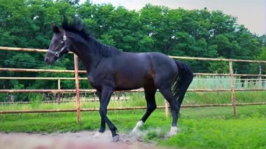 Karanlık güzel at çıkartıyor ve açık padok çalışır. At öfkesini gösterir