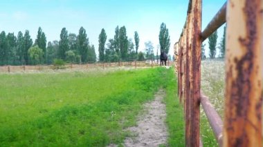 Paddock, demir çit boyunca yeşil çimenlerin üzerinde dörtnala siyah güzel at aniden durur ve kafasını çitin üzerinden pokes