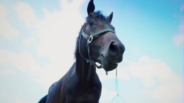 Sıcak nefesini üzerinden çıkan burun delikleri atlar zaman buharı dönüm. Güçlü aygır hava üfleme