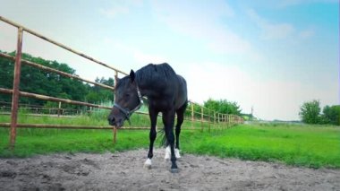 Demir çit, padok genç bir sır küpü arkasında siyah at
