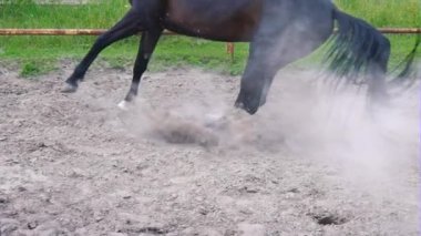 Karanlık güzel at çıkartıyor ve açık padok çalışır. At öfkesini gösterir