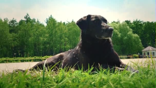 Svart hund liggande på marken, att komma till hans tassar och blad — Stockvideo