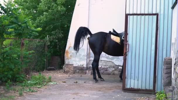 Cavalo preto selado defeca entrando no celeiro na fazenda — Vídeo de Stock