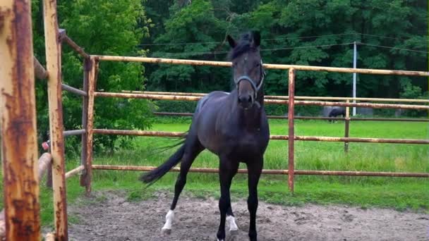 O obstinado cavalo escuro no cais sob o céu aberto. O cavalo mostra seu temperamento — Vídeo de Stock