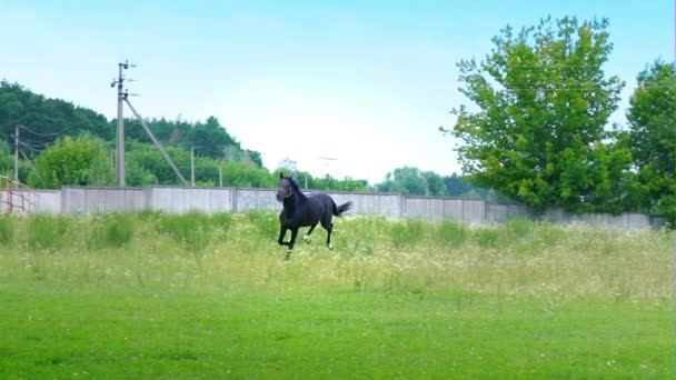 Fekete gyönyörű ló vágtató a zöld fűben, a karámban — Stock videók