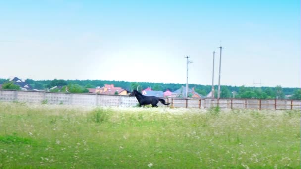 Μαύρο όμορφο άλογο που καλπάζει στο πράσινο γρασίδι στον στάβλο — Αρχείο Βίντεο