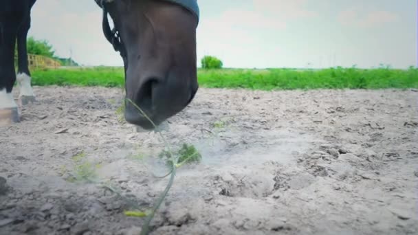 Heta andedräkt förvandlas till ånga när kommer ut från hästar näsborrar. Stark hingst blåsa luft — Stockvideo