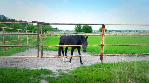 Черная лошадь за железным забором, молодая темная лошадь в загоне — стоковое видео