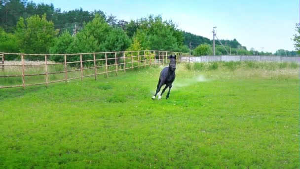 Noir beau cheval galopant sur l'herbe verte dans le paddock 