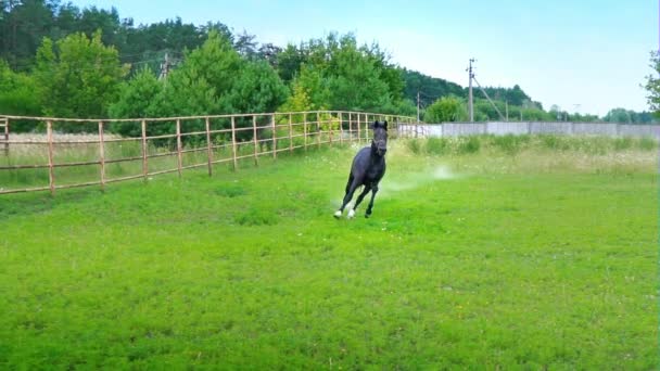 Schwarz schönes Pferd galoppiert auf dem grünen Gras in der Koppel — Stockvideo