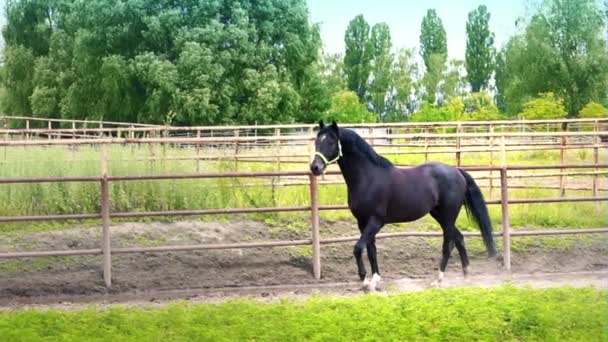 Hermoso caballo oscuro despega y corre por el paddock al aire libre. El caballo muestra su temperamento — Vídeo de stock