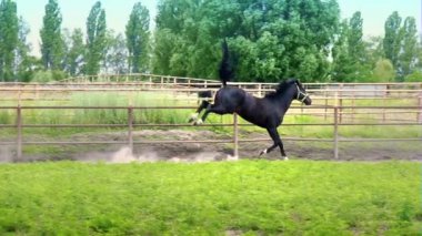 Padok yeşil çimenlerin üzerinde dörtnala siyah güzel at