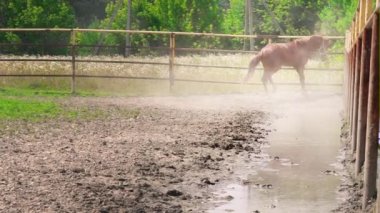Paddock, at tekmeler inatçı karakter ile genç kahverengi at çalışır