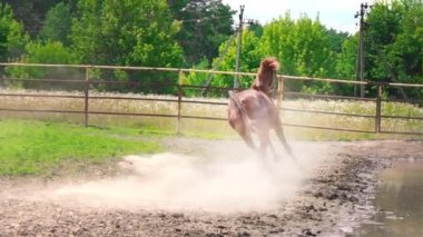 Padok genç kahverengi at inatçı karakter ile çalışır