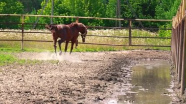 Padok genç kahverengi at inatçı karakter ile çalışır