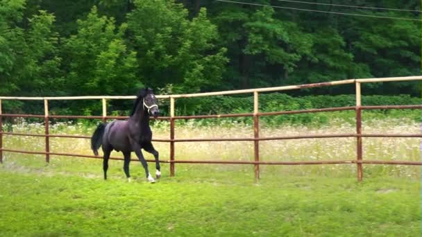 Black horse starts up and runs along the iron fence of the paddock, the horse racing — Stock Video