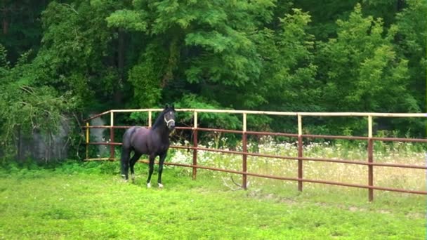 Den svarta hästen stående i inhägnaden på en bakgrund av gröna träd — Stockvideo