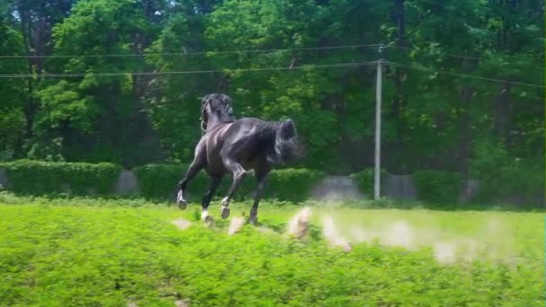 Zwarte mooi paard galopperen op het groene gras in de paddock — Stockvideo