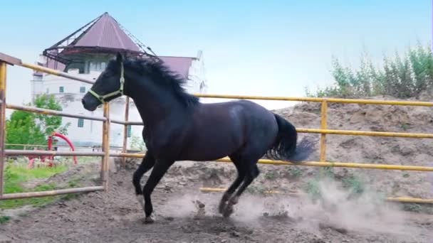 El obstinado caballo oscuro galopando en el paddock bajo el cielo abierto. El caballo muestra su temperamento — Vídeo de stock