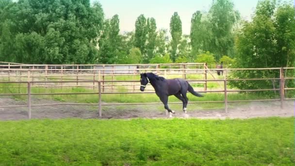 Preto belo cavalo galopando na grama verde no paddock — Vídeo de Stock