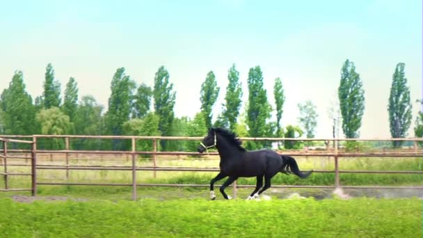 Zwarte mooi paard galopperen op het groene gras in de paddock — Stockvideo