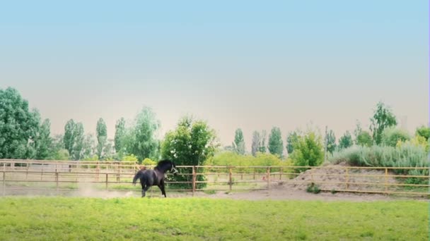 Hartnäckiger Pferdetritt auf der Flucht. schwarz schönes Pferd galoppiert auf dem grünen Gras in der Koppel — Stockvideo