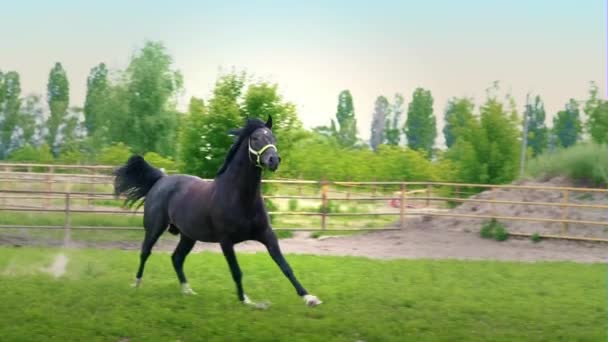 Negro hermoso caballo galopando en la hierba verde en el paddock — Vídeo de stock