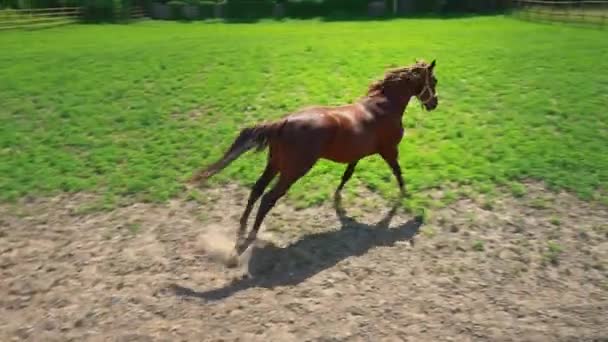 Jong bruin paard met koppig karakter loopt in de paddock — Stockvideo