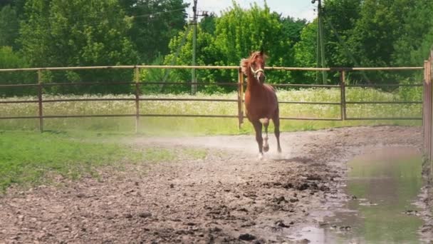 Caballo marrón joven con carácter obstinado corre en el paddock — Vídeos de Stock