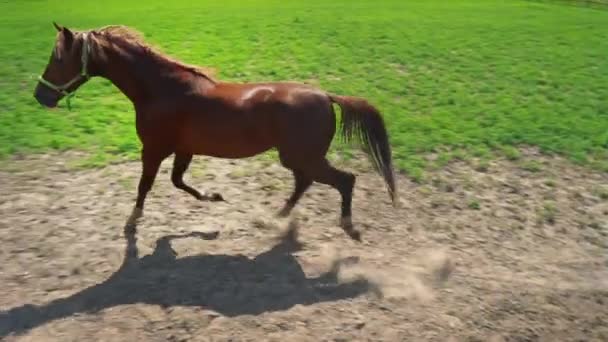 Junges braunes Pferd mit eigensinnigem Charakter läuft auf der Koppel — Stockvideo