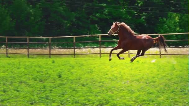 Junges braunes Pferd mit eigensinnigem Charakter läuft auf der Koppel — Stockvideo