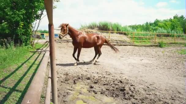 Jovem cavalo castanho com caráter obstinado corre no cais — Vídeo de Stock
