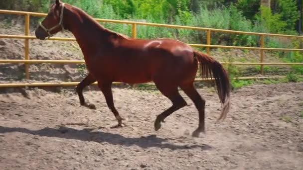 Joven caballo marrón con carácter obstinado corre en el paddock, patadas de caballo — Vídeos de Stock