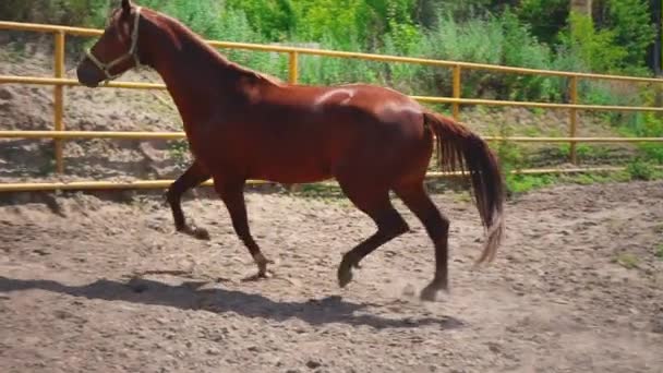 Młody koń brązowy z uparty charakter działa na wybiegu, kopnięcia konia — Wideo stockowe