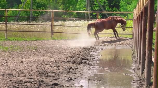 Giovane cavallo marrone con carattere ostinato corre nel paddock — Video Stock