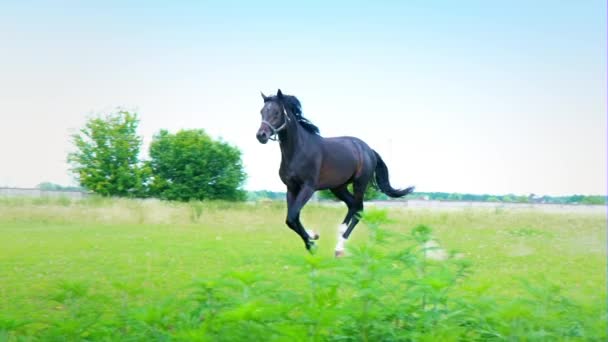 Černý krásný kůň tryskem na zelené trávě ve výběhu — Stock video