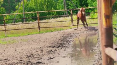 Genç bir kahverengi at başladı ayaklar, oynak bir at, bir karakter padok içinde bir aygır ile