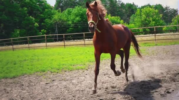 Jovem cavalo marrom com caráter obstinado corre no cais, pára e balança a cabeça — Vídeo de Stock