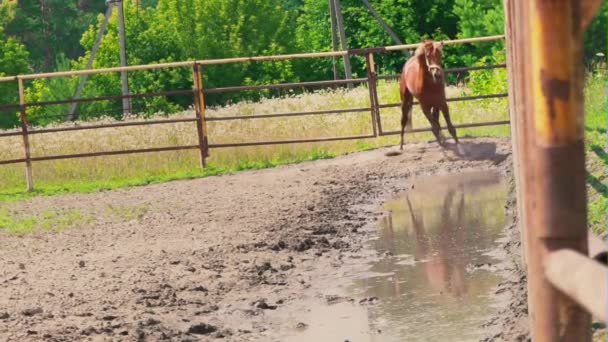 Młody koń brązowy wyrzuca z kopyta, figlarny konia, ogiera z znak na wybiegu. — Wideo stockowe